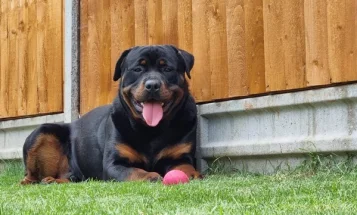 Rottweiler