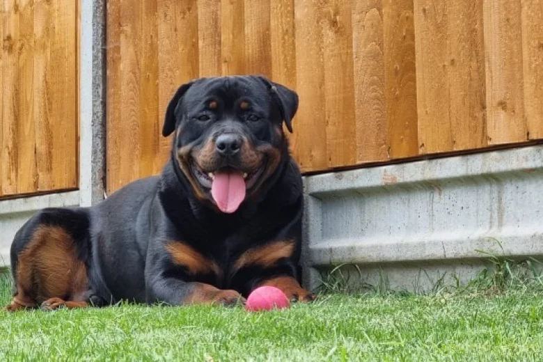 Rottweiler