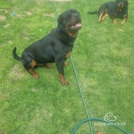 Rottweiler