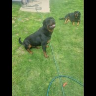 Rottweiler