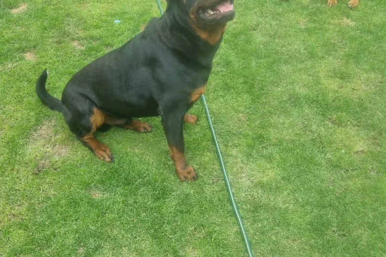 Rottweiler