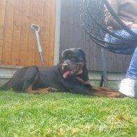 Rottweiler