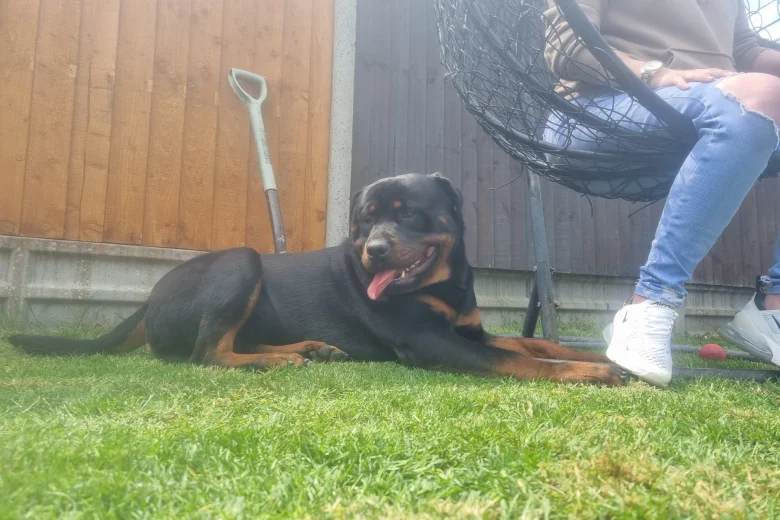 Rottweiler