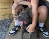 Staffordshire Bull Terrier