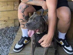 Staffordshire Bull Terrier