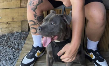 Staffordshire Bull Terrier