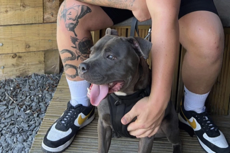 Staffordshire Bull Terrier