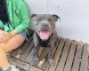 Staffordshire Bull Terrier