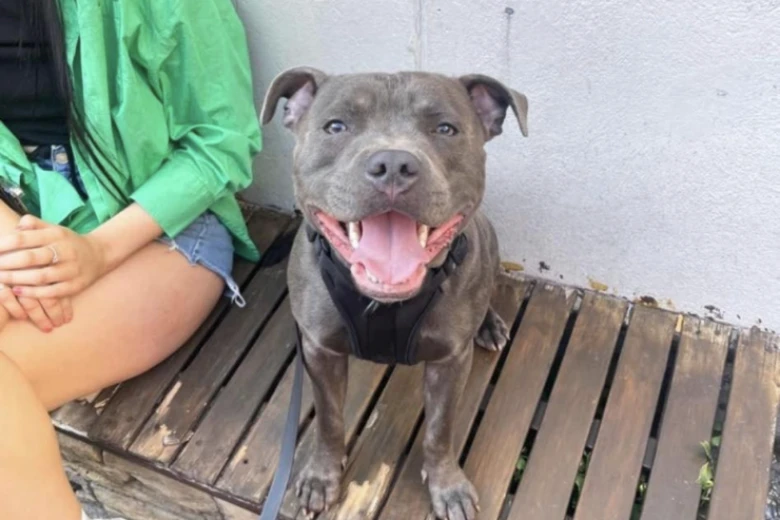 Staffordshire Bull Terrier
