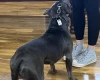 Staffordshire Bull Terrier