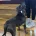 Staffordshire Bull Terrier