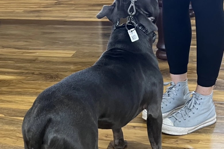 Staffordshire Bull Terrier