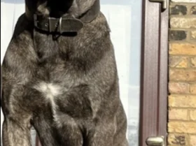Cane Corso