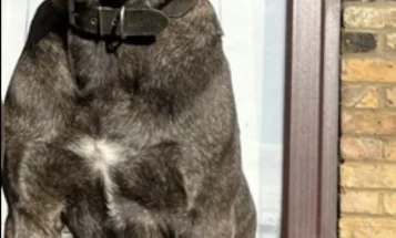 Cane Corso