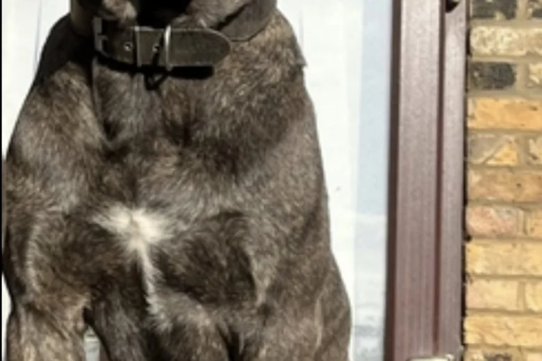 Cane Corso