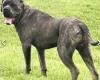 Cane Corso