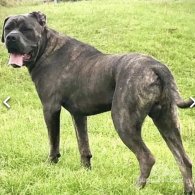 Cane Corso