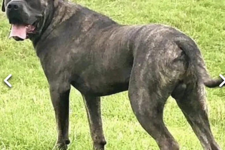 Cane Corso