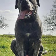 Cane Corso