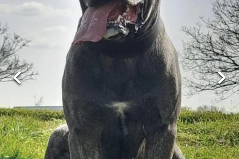 Cane Corso
