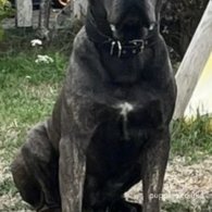 Cane Corso