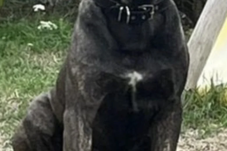 Cane Corso