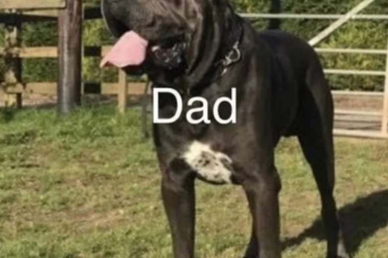Cane Corso