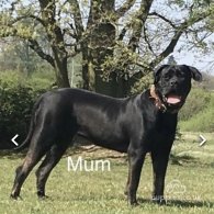 Cane Corso