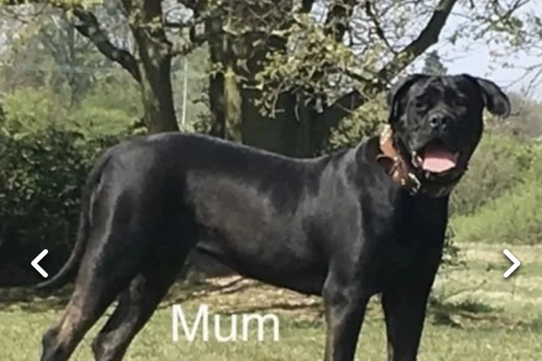 Cane Corso