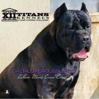 Cane Corso