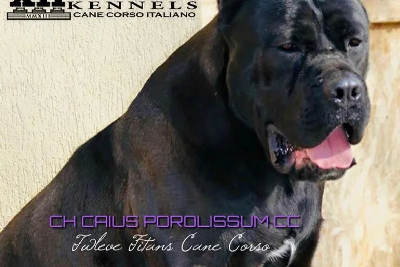 Cane Corso