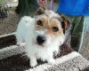 Jack Russell