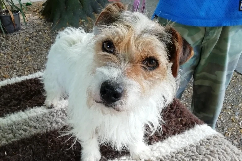 Jack Russell