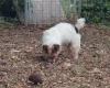 Jack Russell
