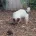 Jack Russell