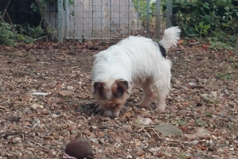 Jack Russell