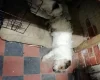 Jack Russell