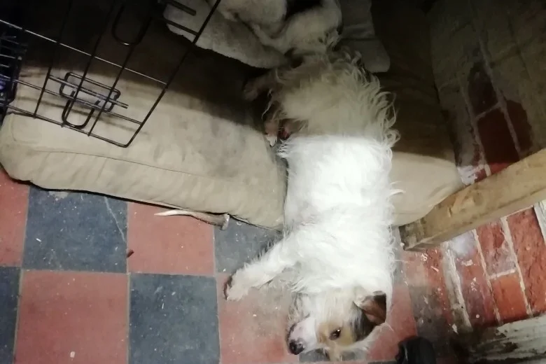 Jack Russell