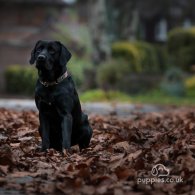 Labrador Retriever