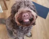 Cockapoo