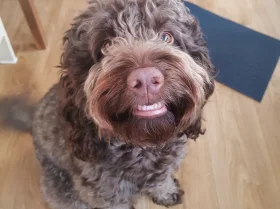 Cockapoo