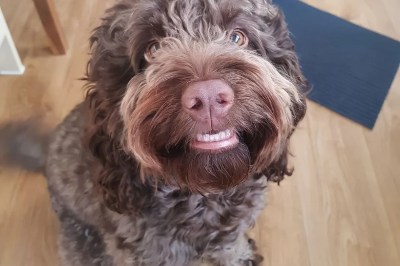 Cockapoo