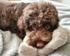 Cockapoo