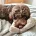 Cockapoo