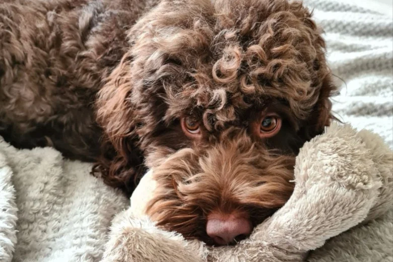 Cockapoo