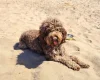 Cockapoo