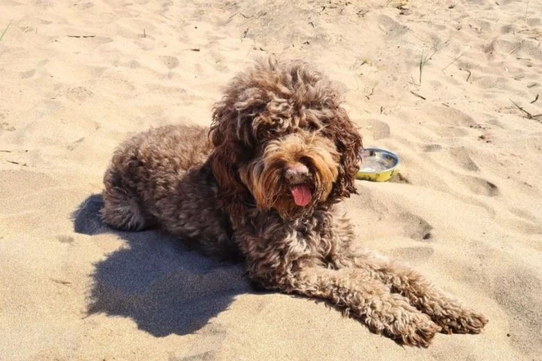 Cockapoo