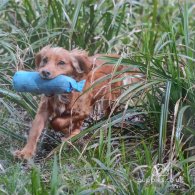 Cocker Spaniel (Working & Show)