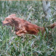 Cocker Spaniel (Working & Show)