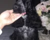 Cocker Spaniel (Show)